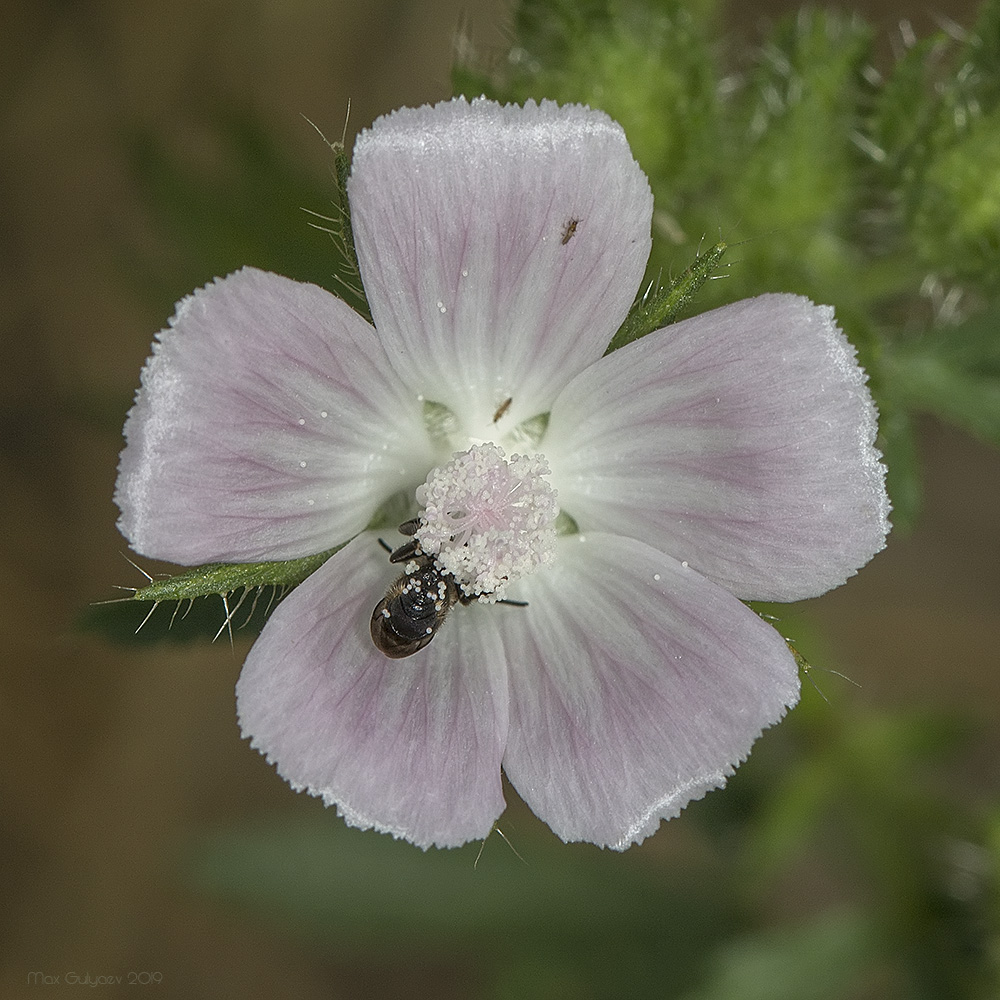 Image of Malva setigera specimen.