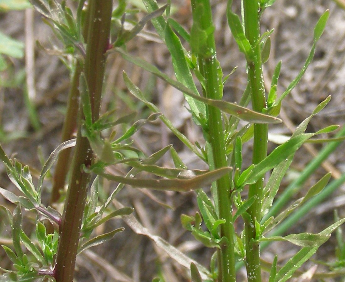 Image of Jasione montana specimen.