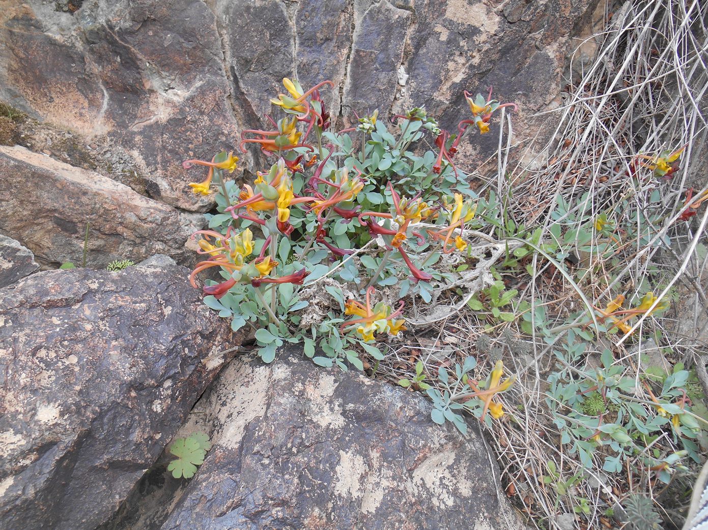 Изображение особи Corydalis sewerzowii.