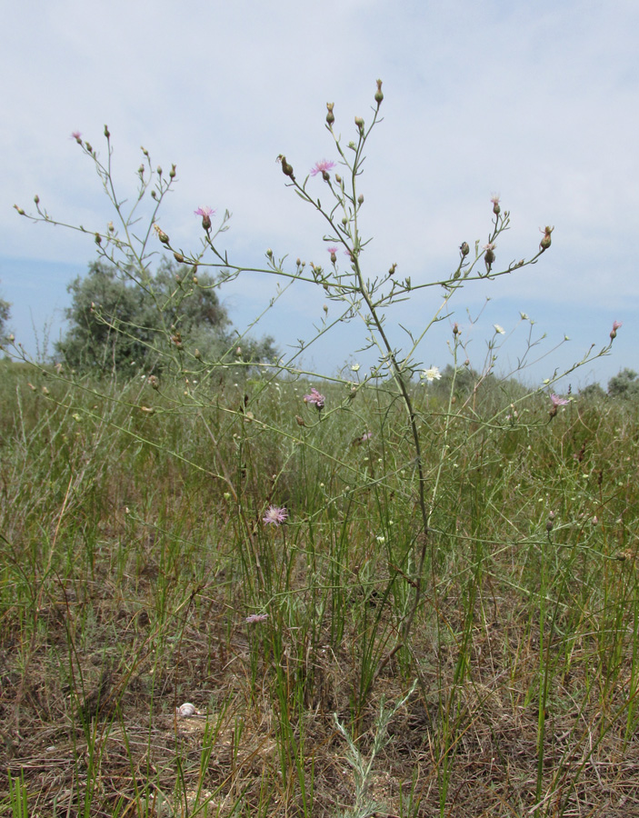 Image of Centaurea odessana specimen.