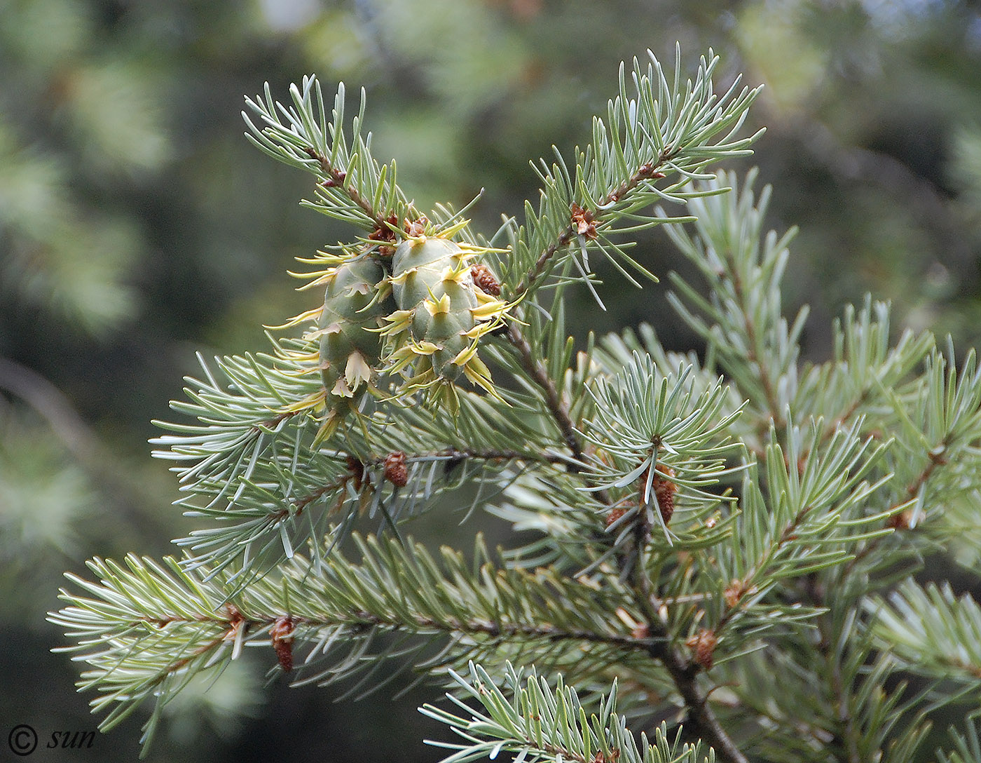 Image of Pseudotsuga menziesii specimen.