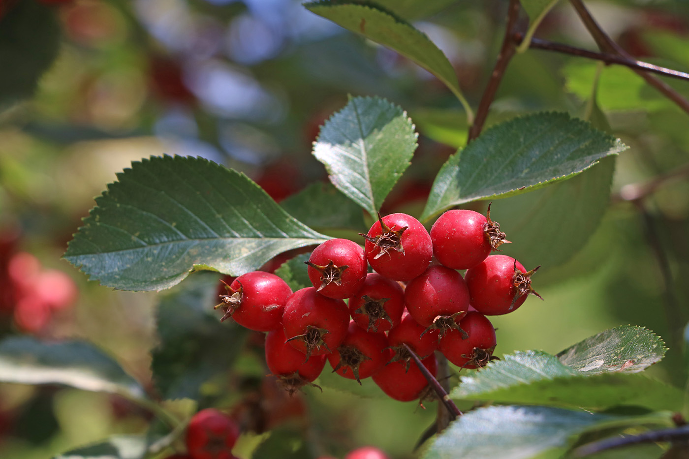 Изображение особи Crataegus flava.