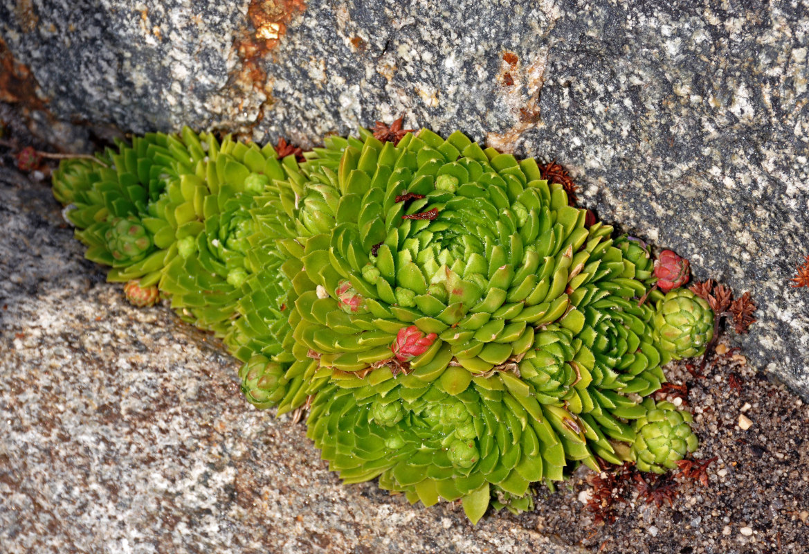 Изображение особи Jovibarba globifera.