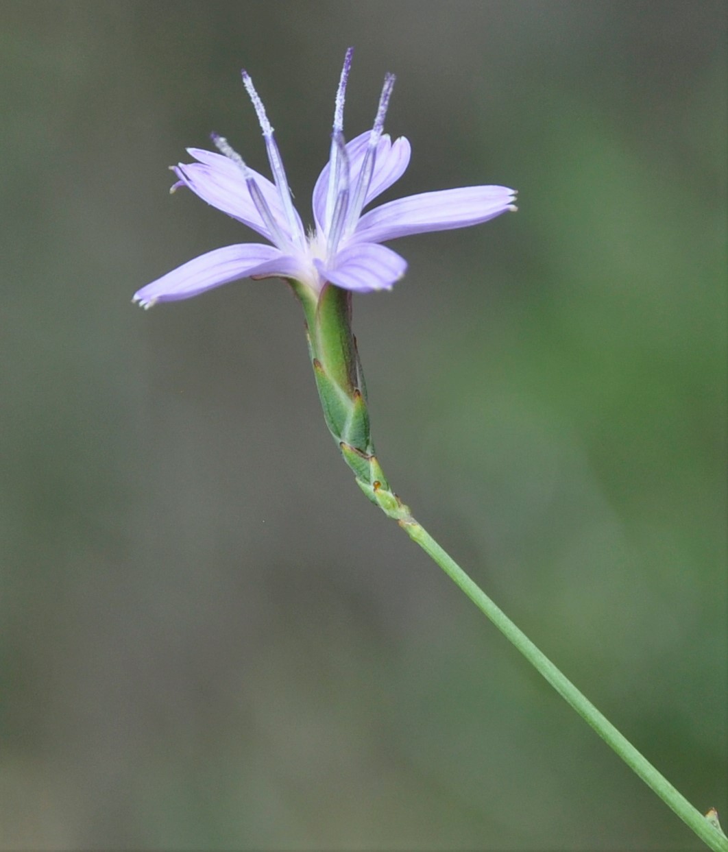 Image of Astartoseris triquetra specimen.