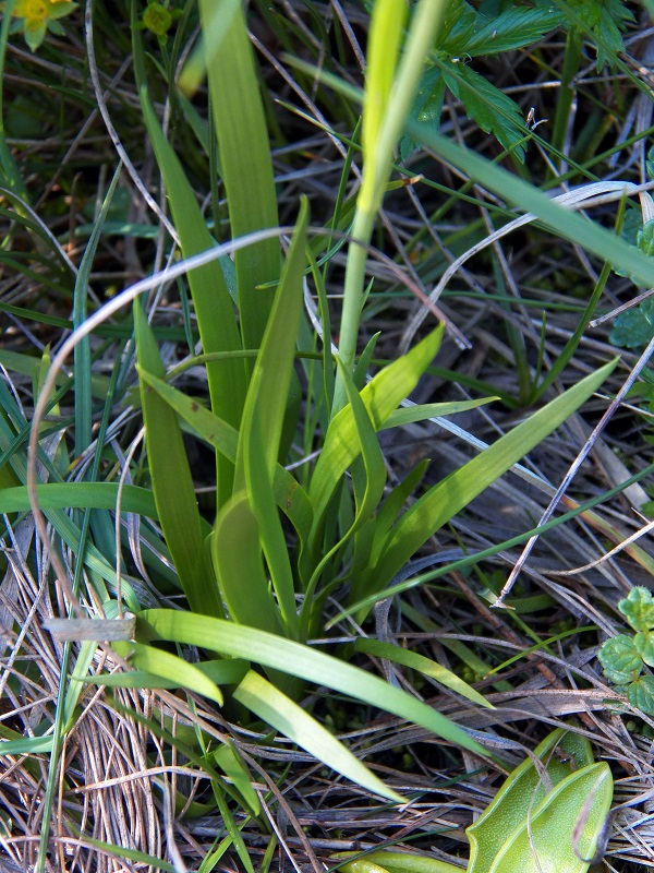 Image of Tofieldia calyculata specimen.