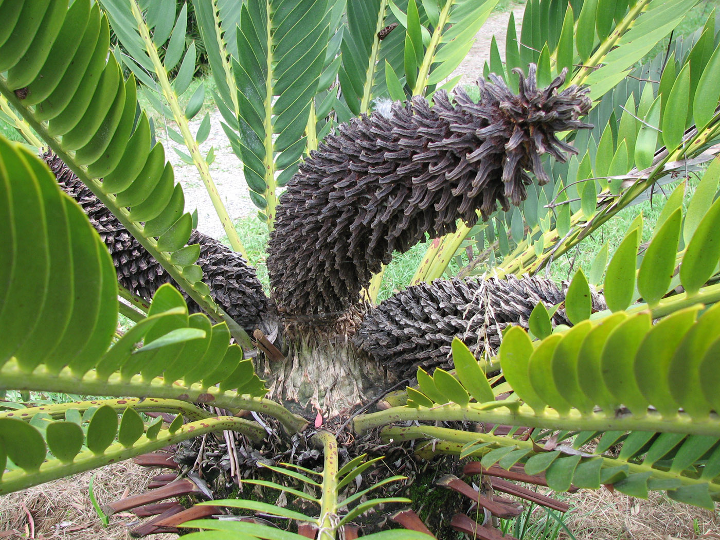 Image of Encephalartos longifolius specimen.