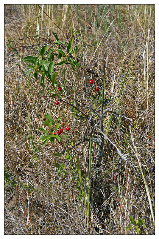 Изображение особи Cerasus fruticosa.