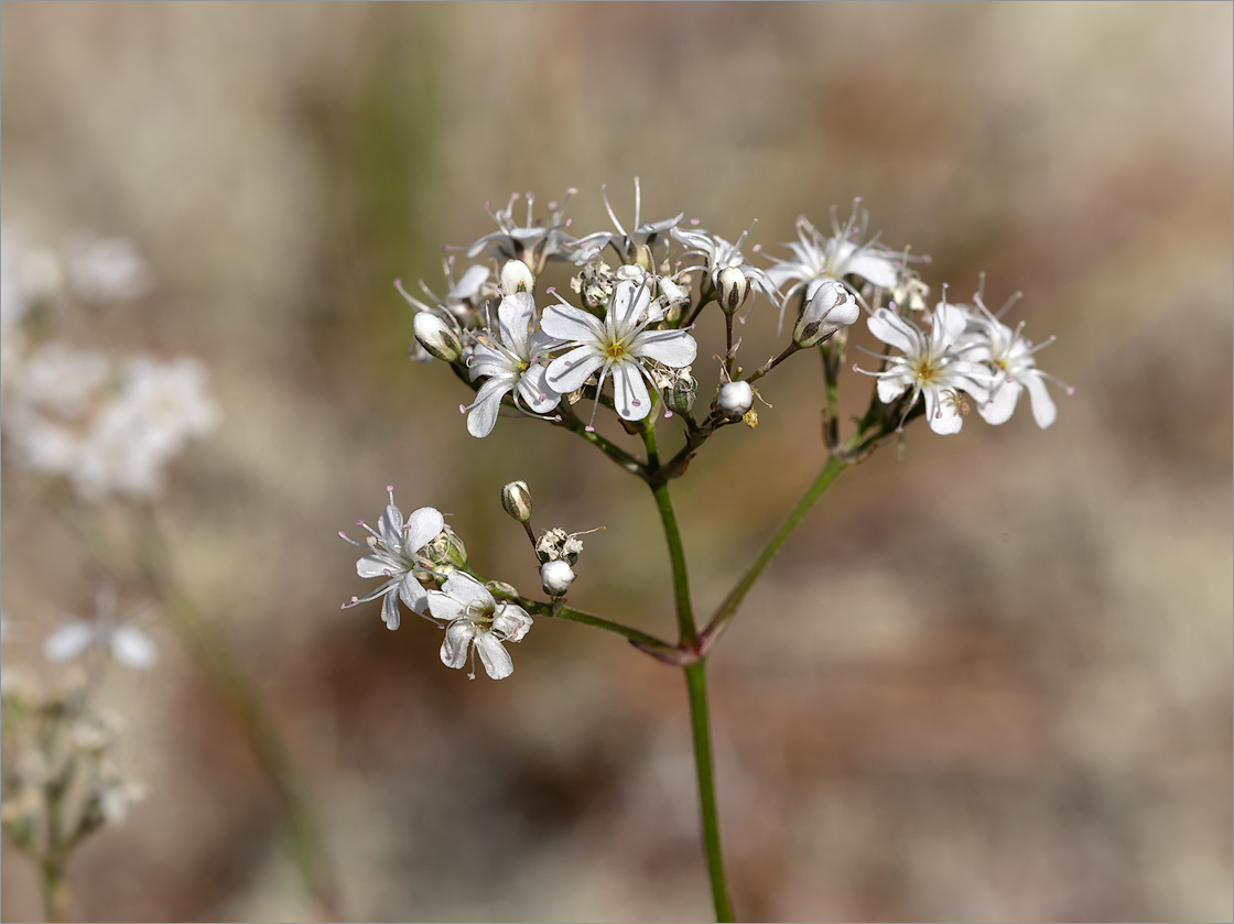 Image of Gypsophila fastigiata specimen.