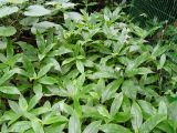Murdannia japonica