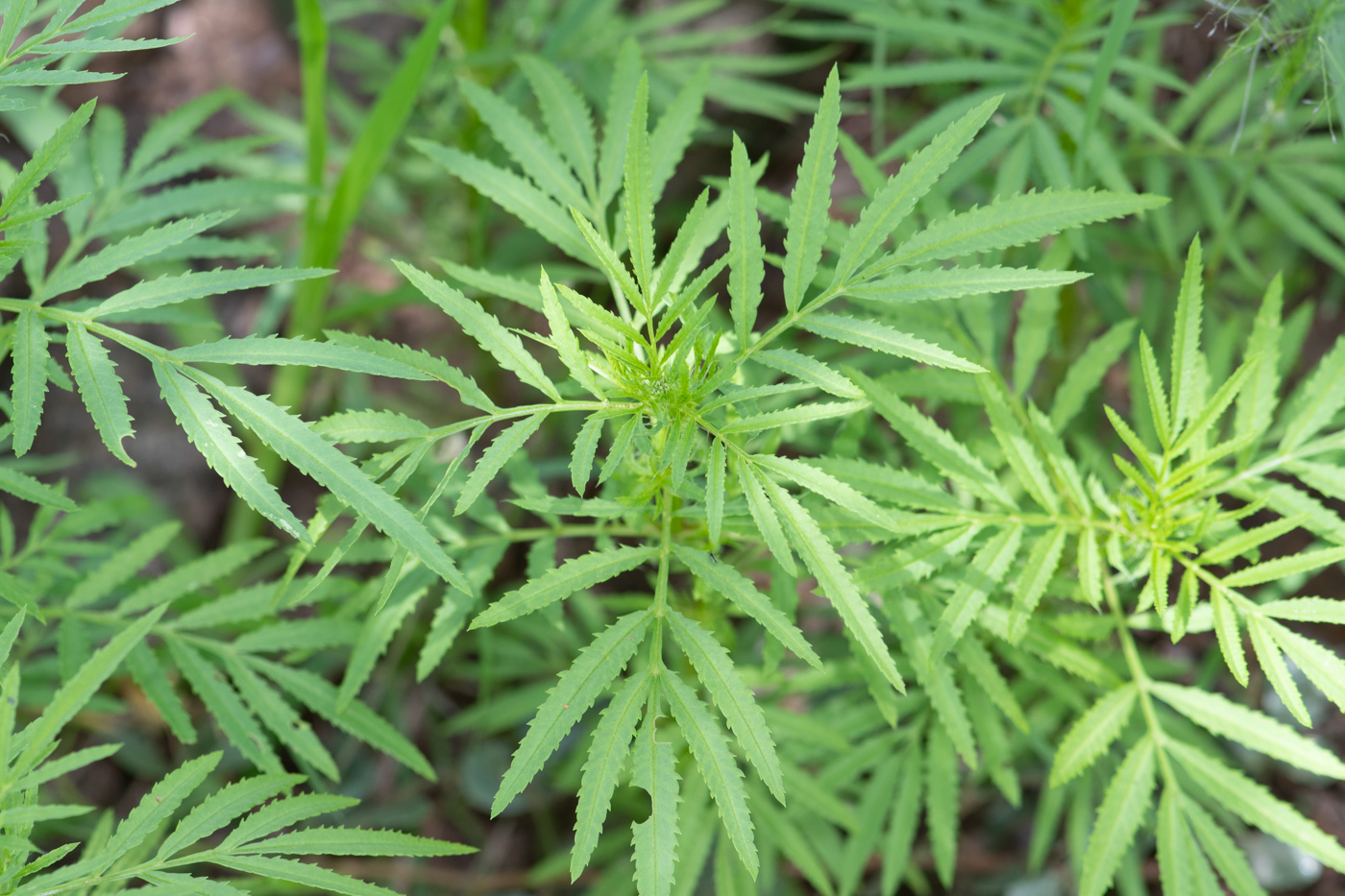 Image of Tagetes minuta specimen.