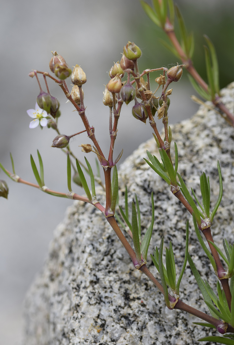 Image of Spergularia media specimen.