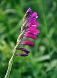 Gladiolus imbricatus. Соцветие (вид сбоку). Воронежская обл., Лискинский р-н, музей-заповедник \"Дивногорье\", берег р. Тихая Сосна, влажный луг. 01.06.2019.