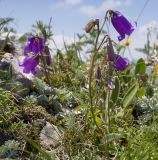 Campanula longistyla. Цветущее растение. Краснодарский край, Апшеронский р-н, гора Черногор, платообразная вершина, ≈ 1750 м н.у.м., карст. 27.06.2020.