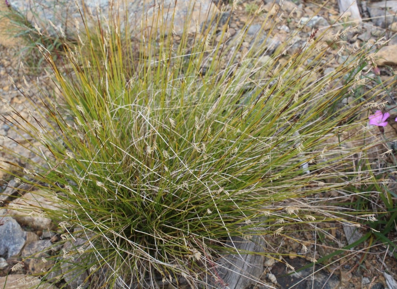 Изображение особи Carex redowskiana.