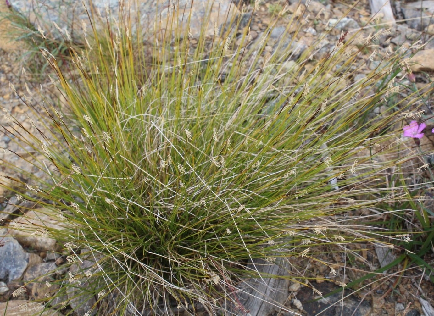 Image of Carex redowskiana specimen.