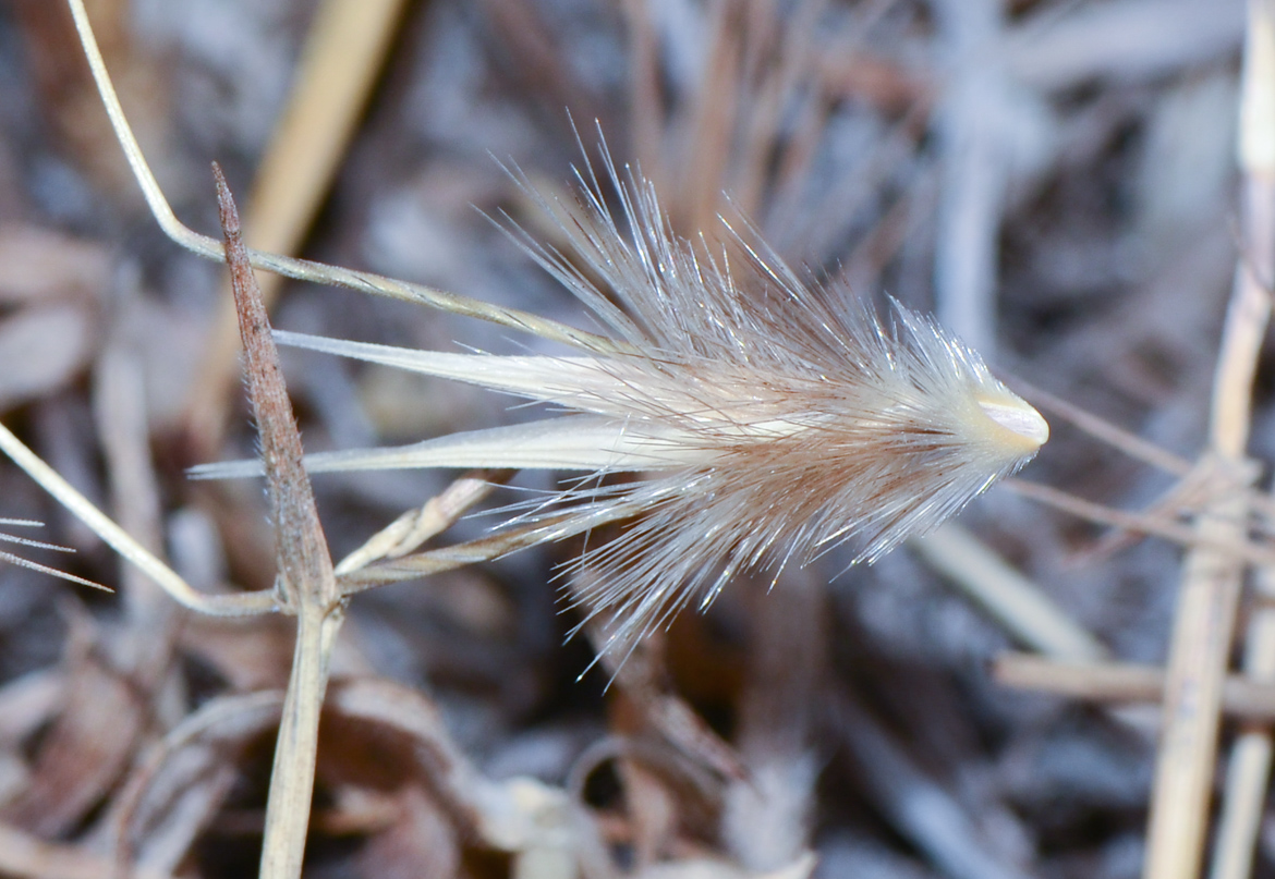 Image of Avena barbata specimen.