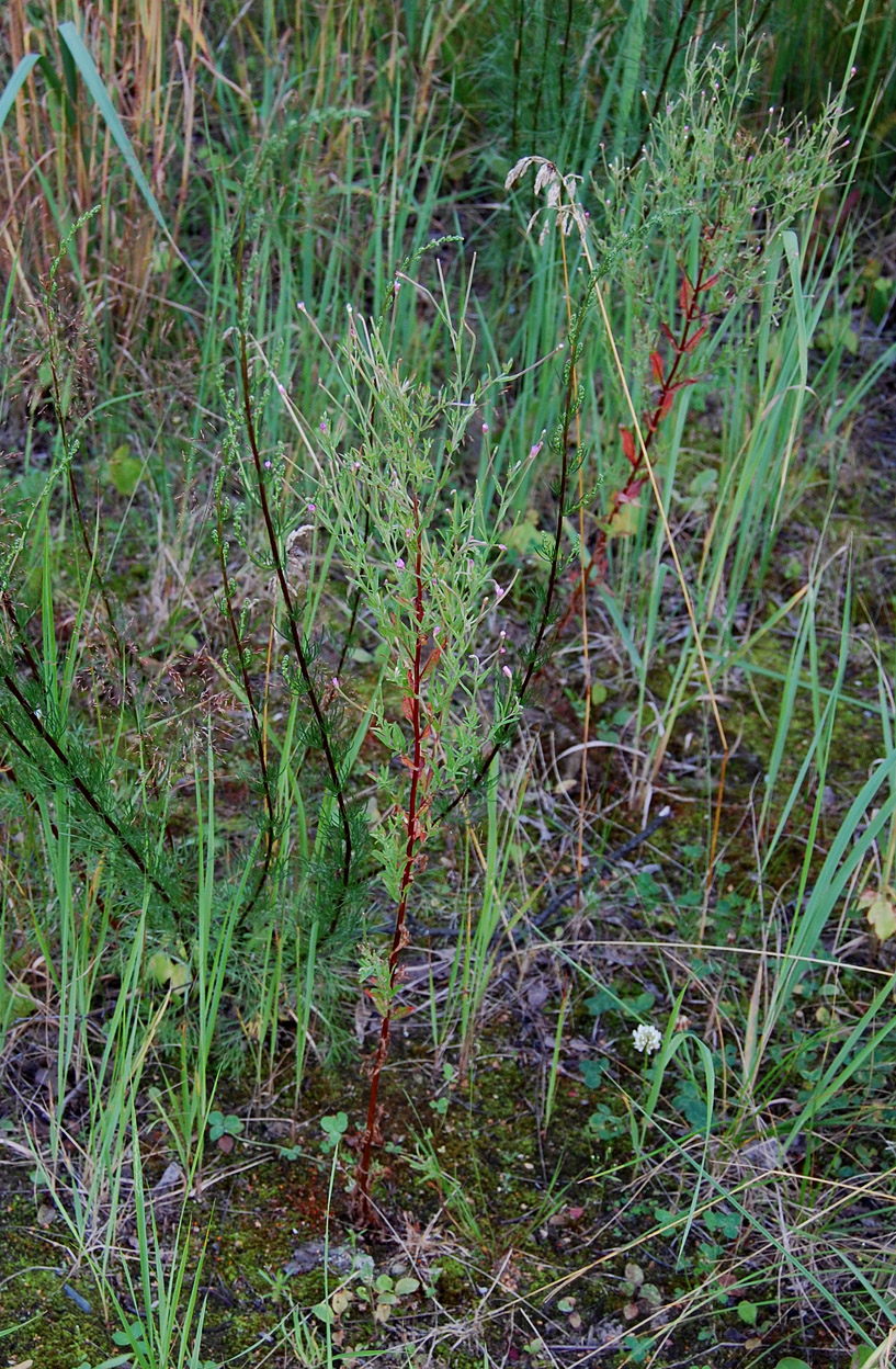 Изображение особи Epilobium lamyi.