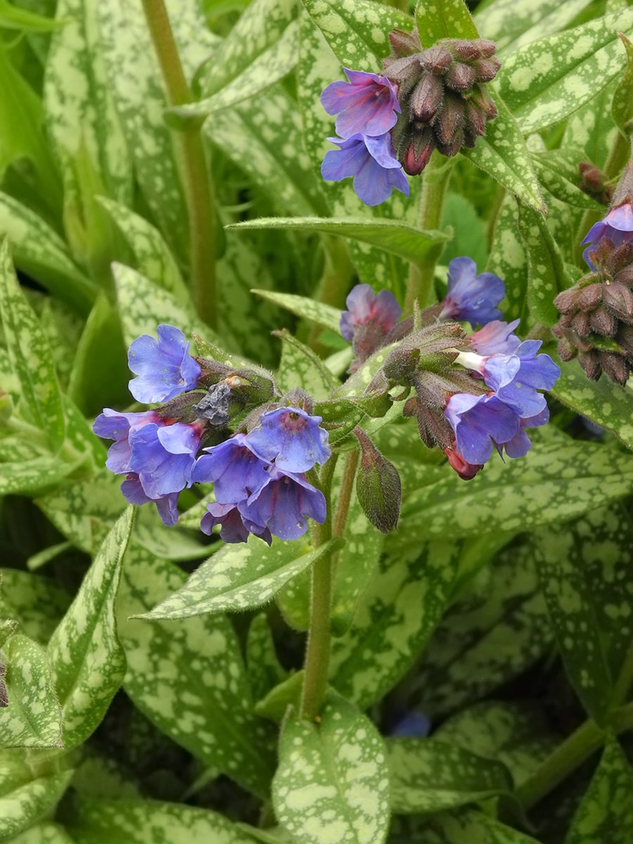 Image of Pulmonaria longifolia specimen.