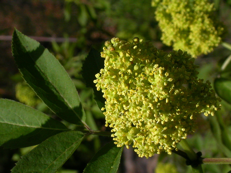 Изображение особи Sambucus racemosa.