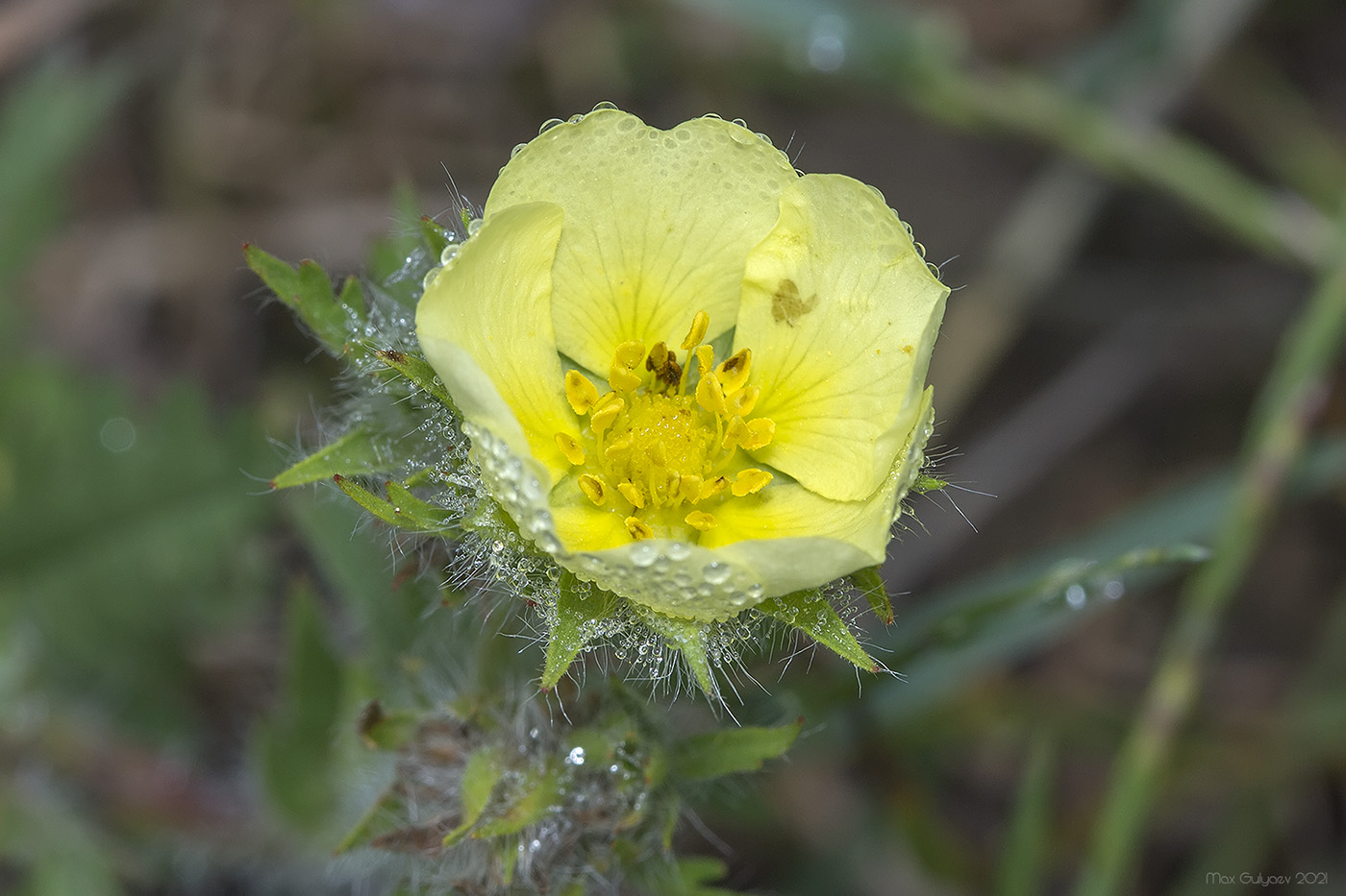 Image of Potentilla semilaciniosa specimen.