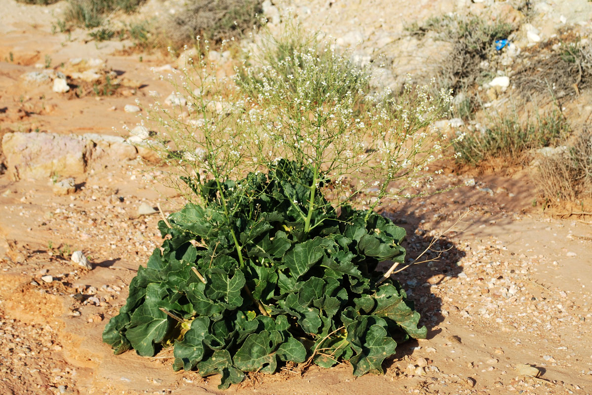 Image of Crambe schugnana specimen.