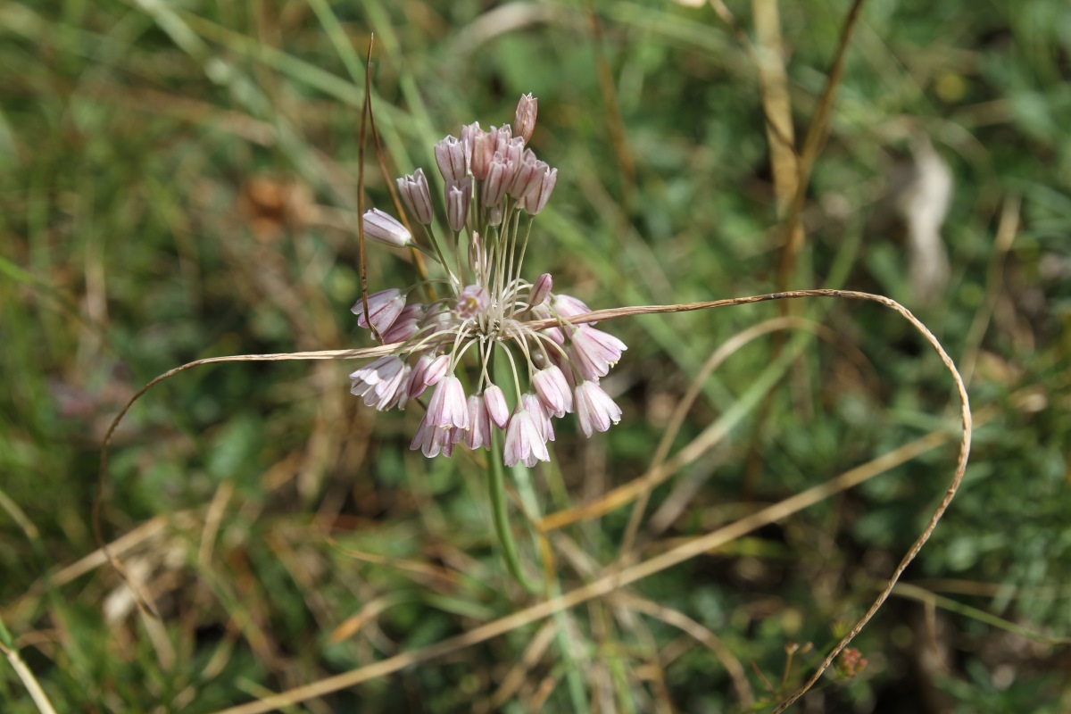 Image of Allium paniculatum specimen.