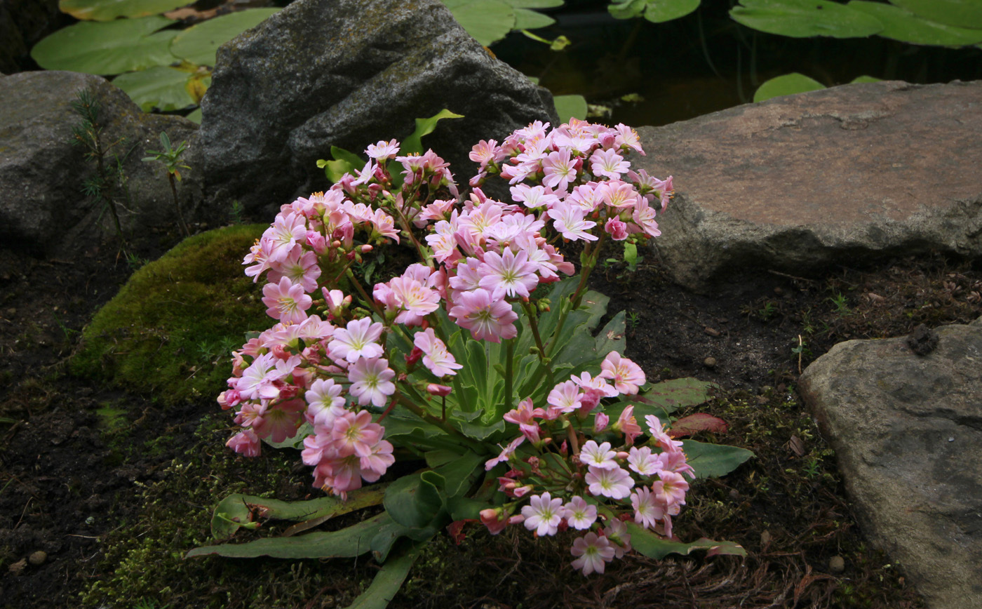 Изображение особи Lewisia cotyledon.