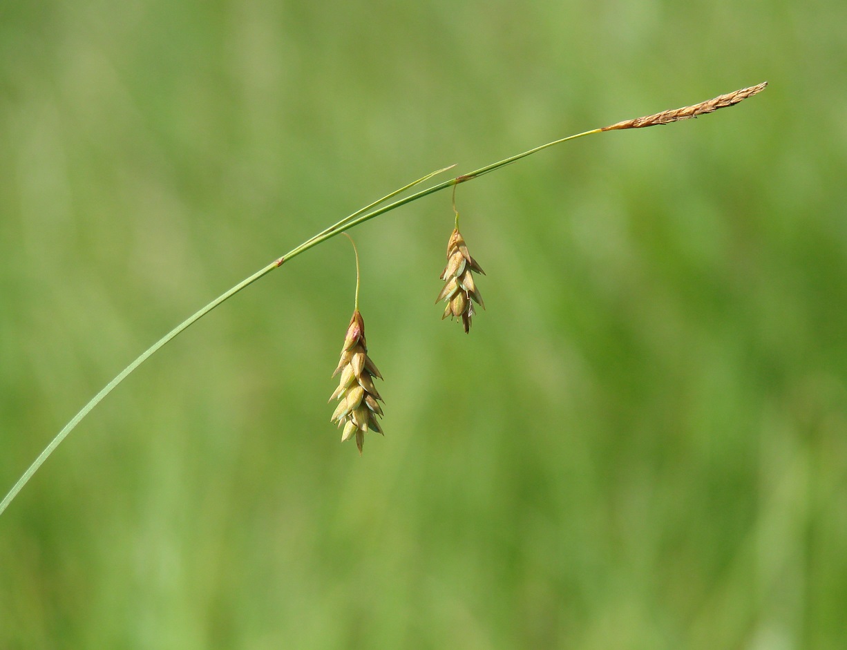 Image of Carex limosa specimen.