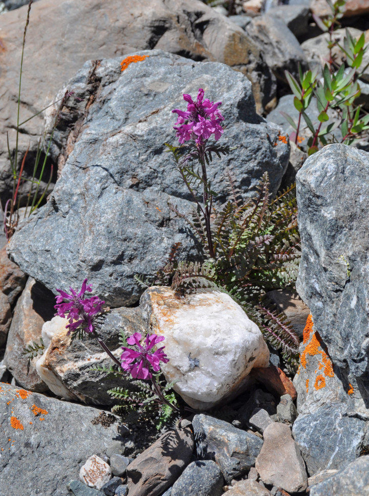 Image of Pedicularis anthemifolia specimen.