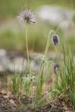 Pulsatilla pratensis. Отцветающее и плодоносящее растение. Ростовская обл., Тарасовский р-н, гора Городище, каменистая степь. 01.05.2022.