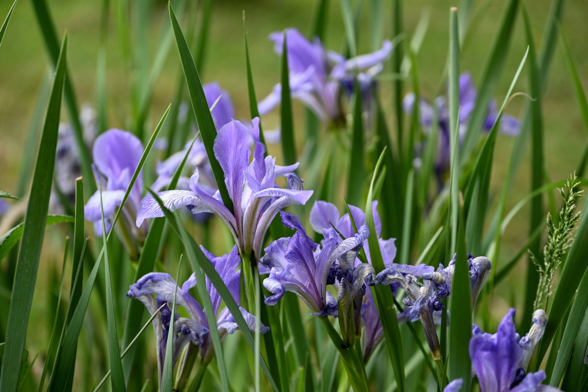 Image of Iris biglumis specimen.