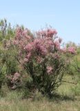 Tamarix ramosissima. Цветущее растение. Дагестан, Бабаюртовский р-н, берег Аграханского залива, заросли Tamarix spp. 1 июня 2022 г.