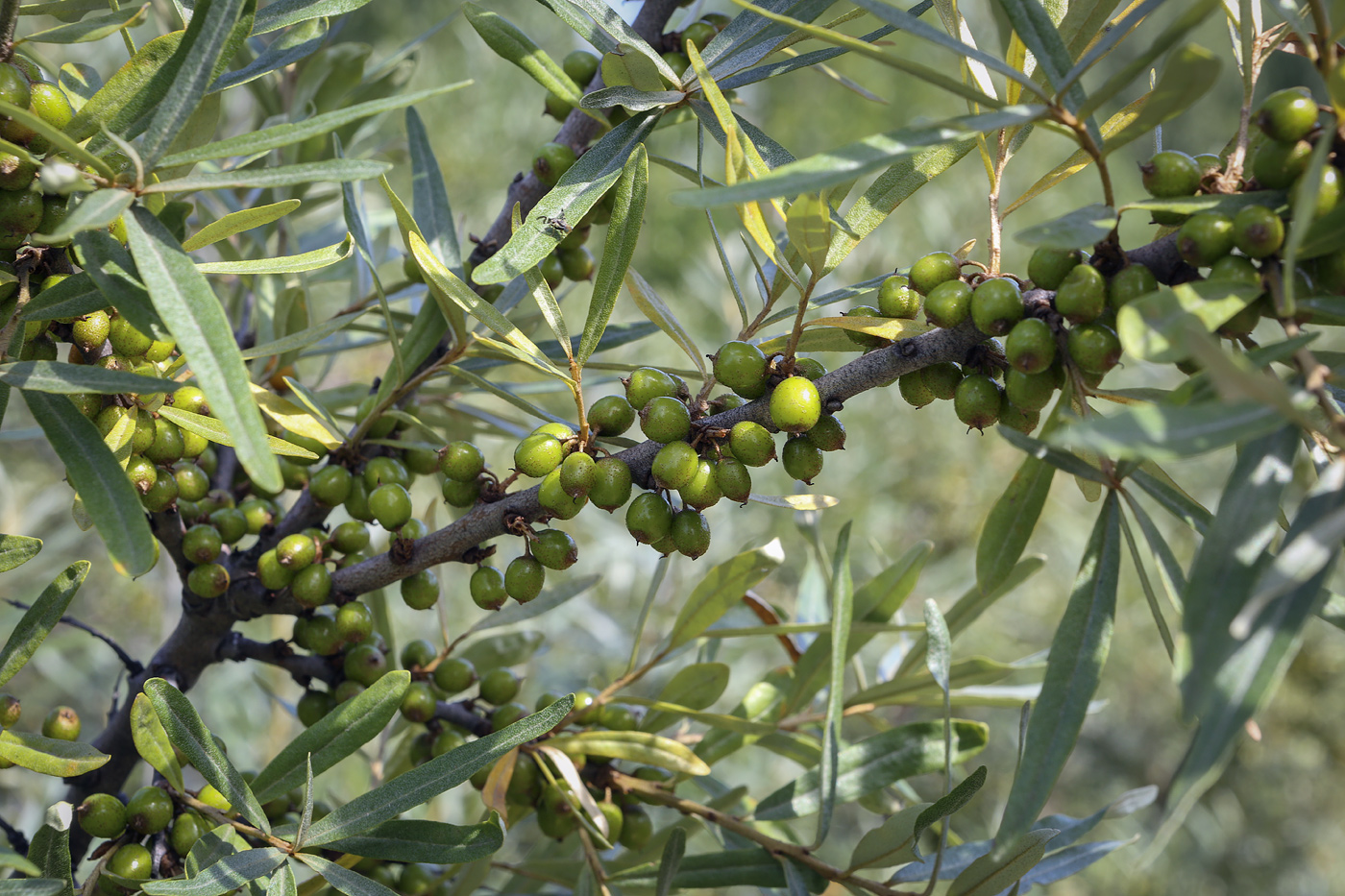 Image of Hippophae rhamnoides specimen.