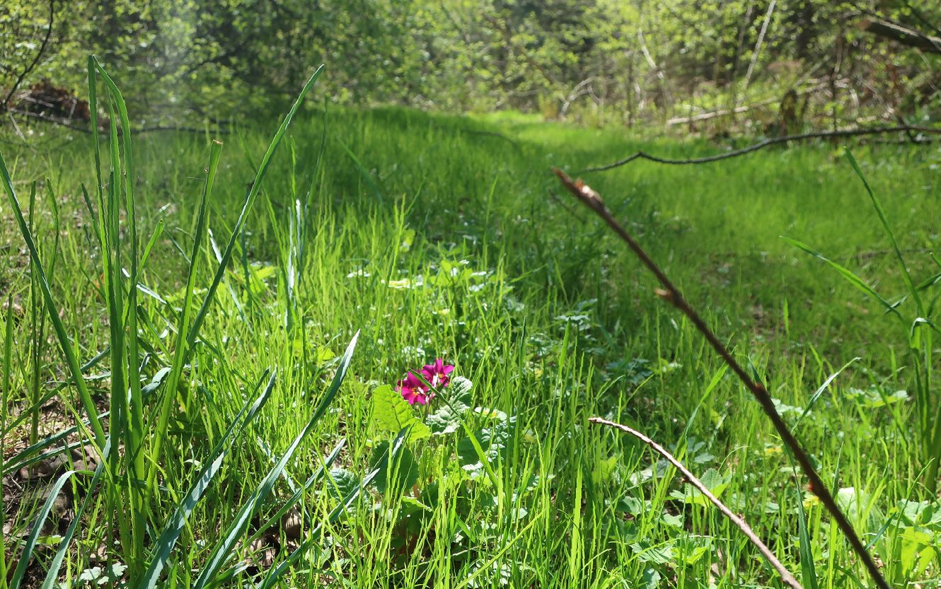 Image of Primula &times; polyantha specimen.