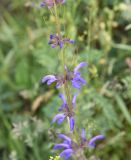 Salvia kuznetzovii