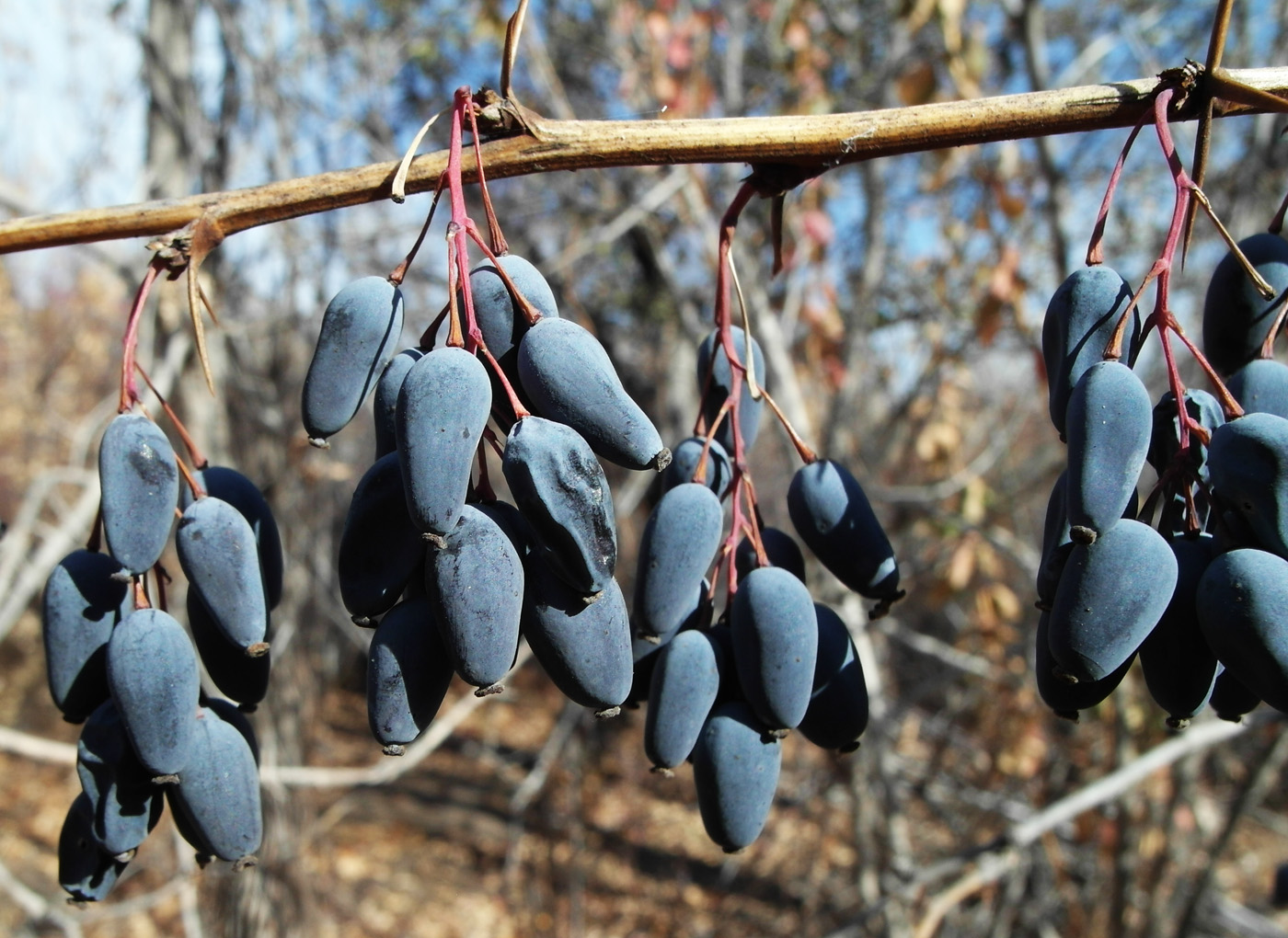 Image of Berberis integerrima specimen.