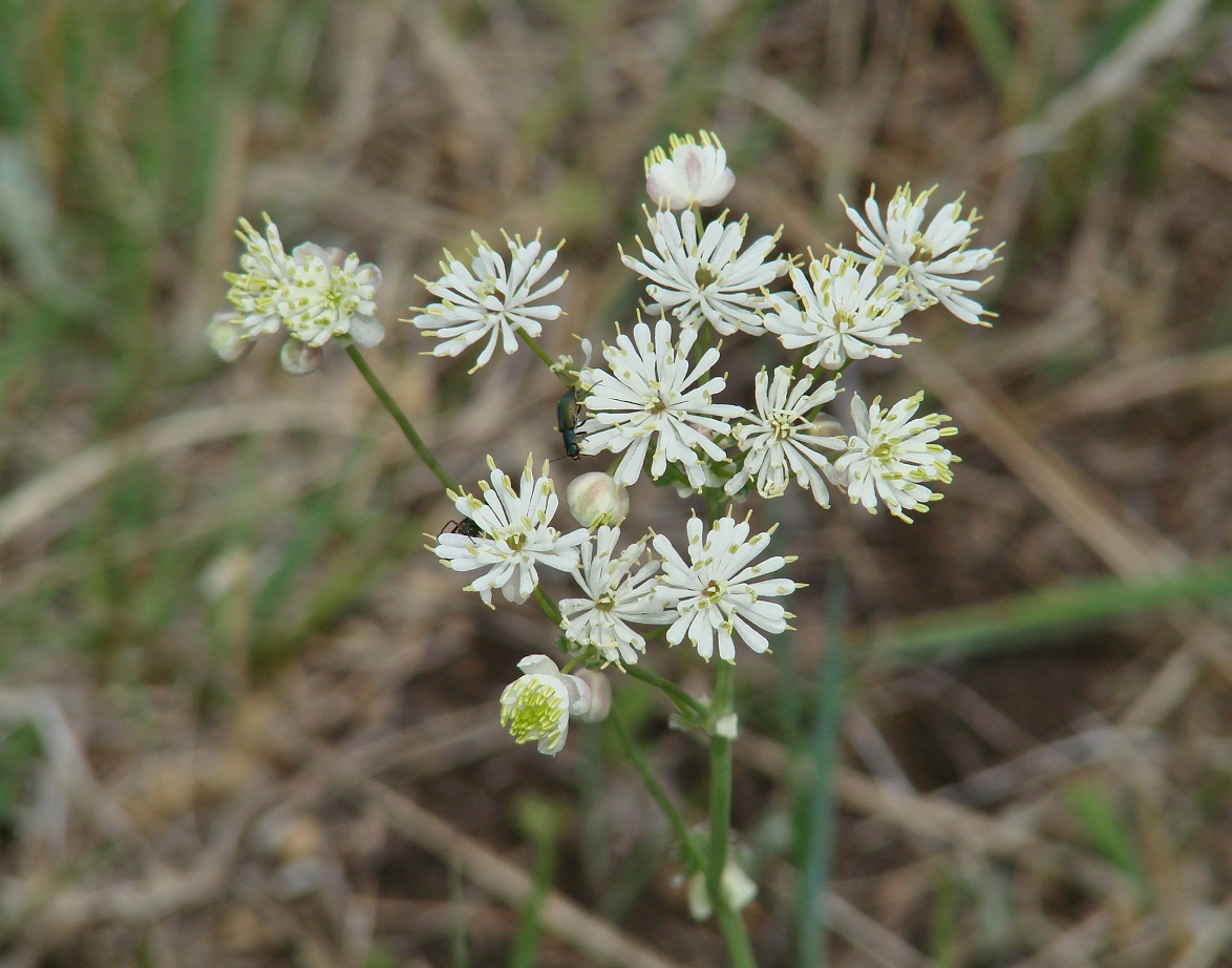 Image of Thalictrum petaloideum specimen.