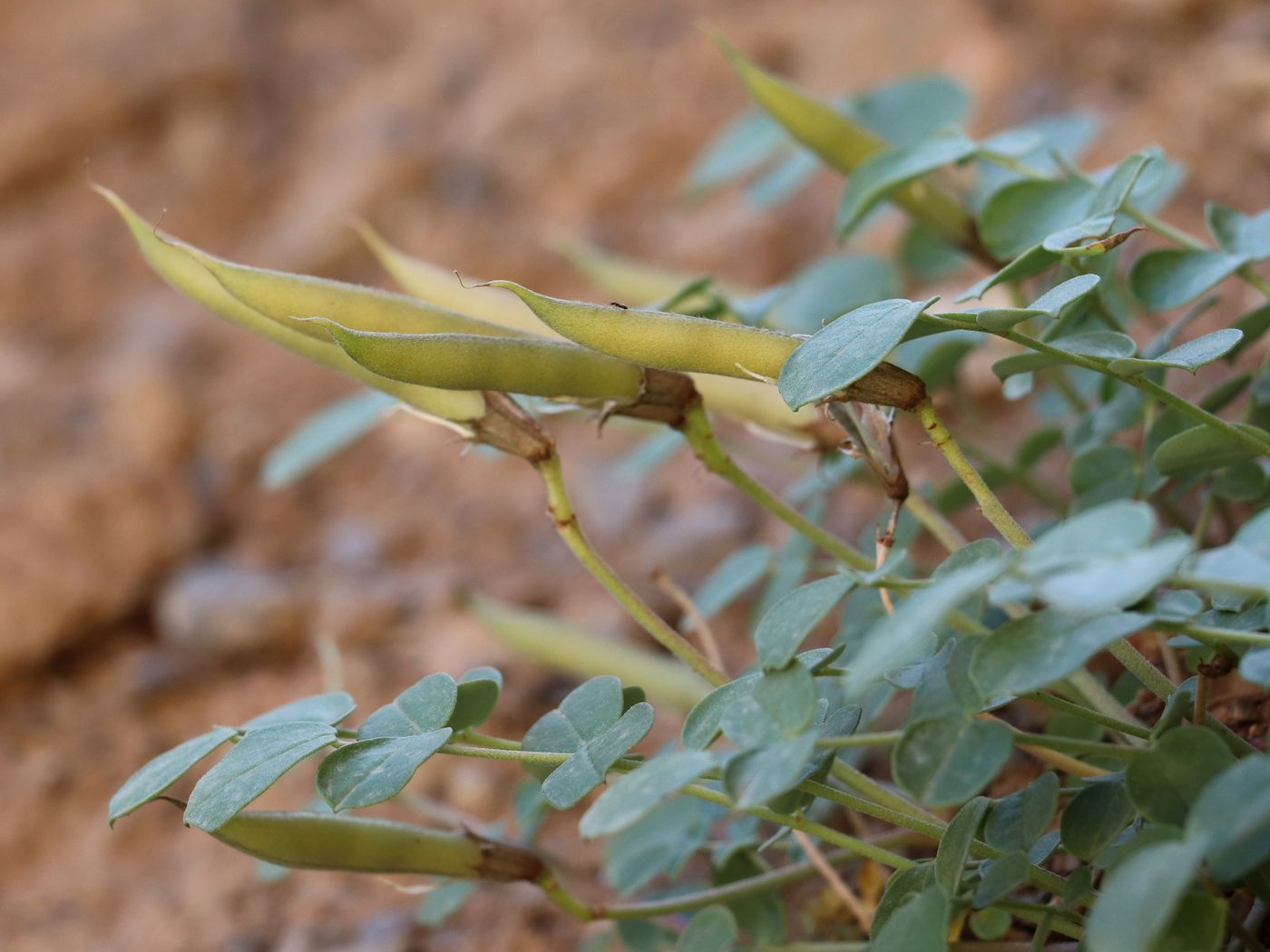 Image of Chesneya borissovae specimen.