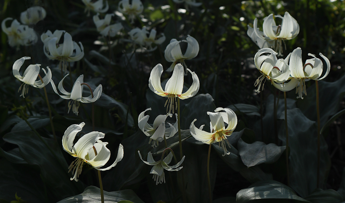 Изображение особи Erythronium californicum.