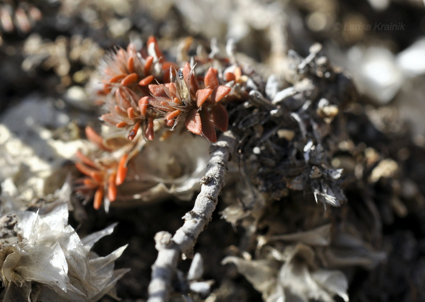 Image of genus Paronychia specimen.