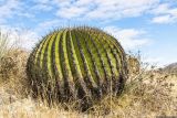 Echinocactus platyacanthus