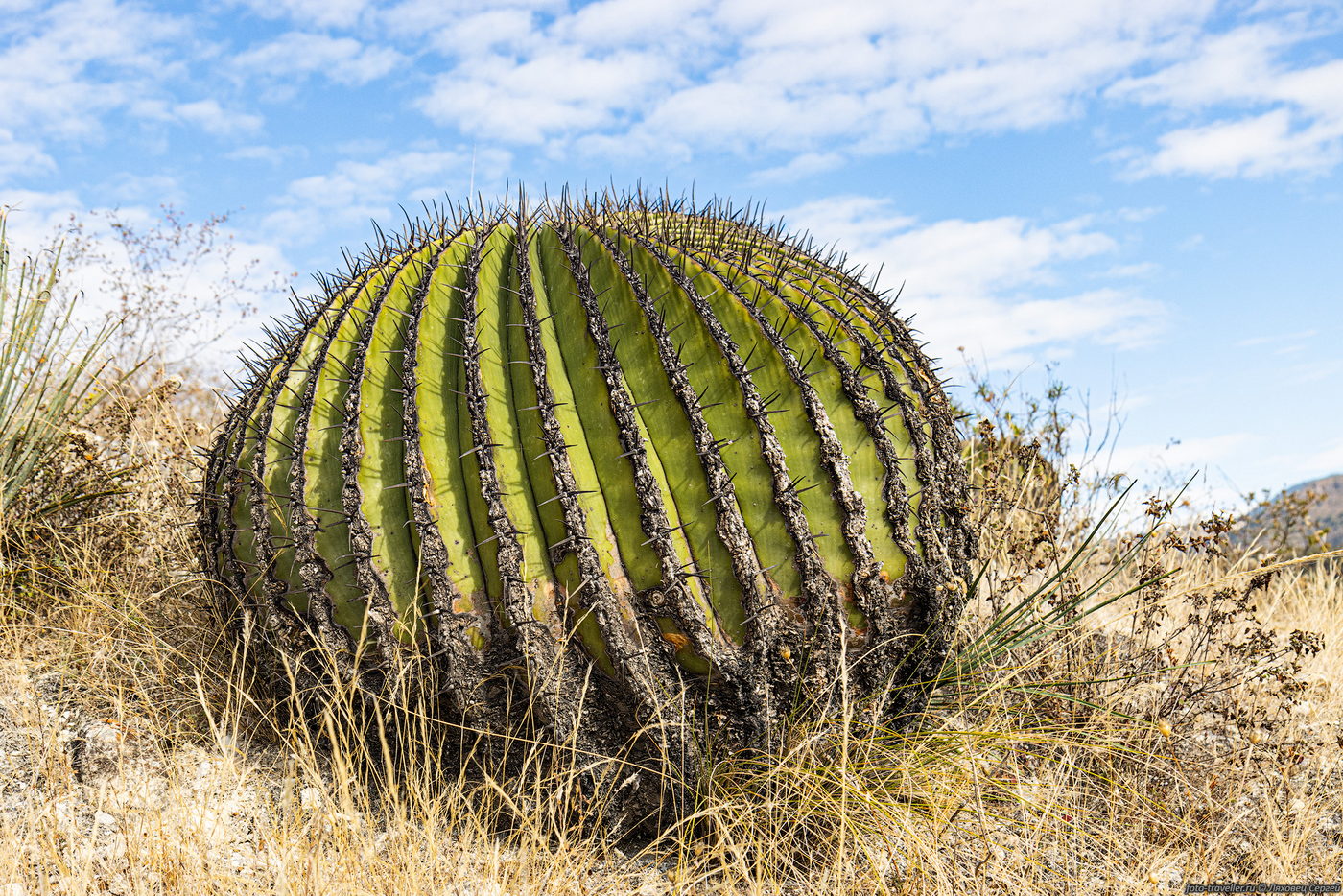 Image of Echinocactus platyacanthus specimen.