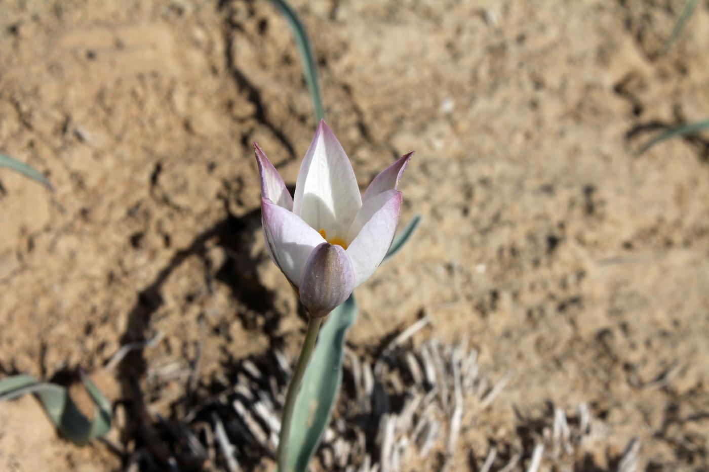 Изображение особи Tulipa sogdiana.