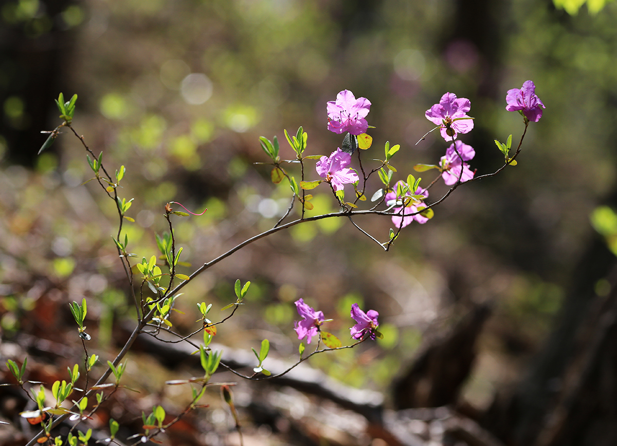 Изображение особи Rhododendron dauricum.