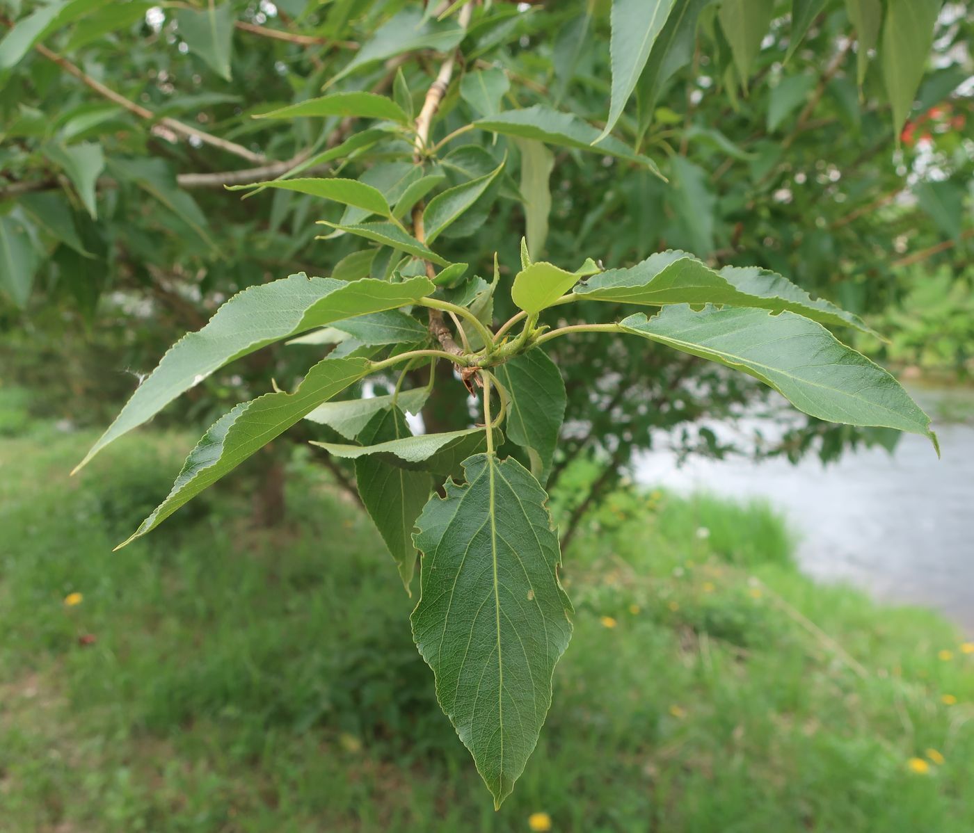 Image of genus Populus specimen.