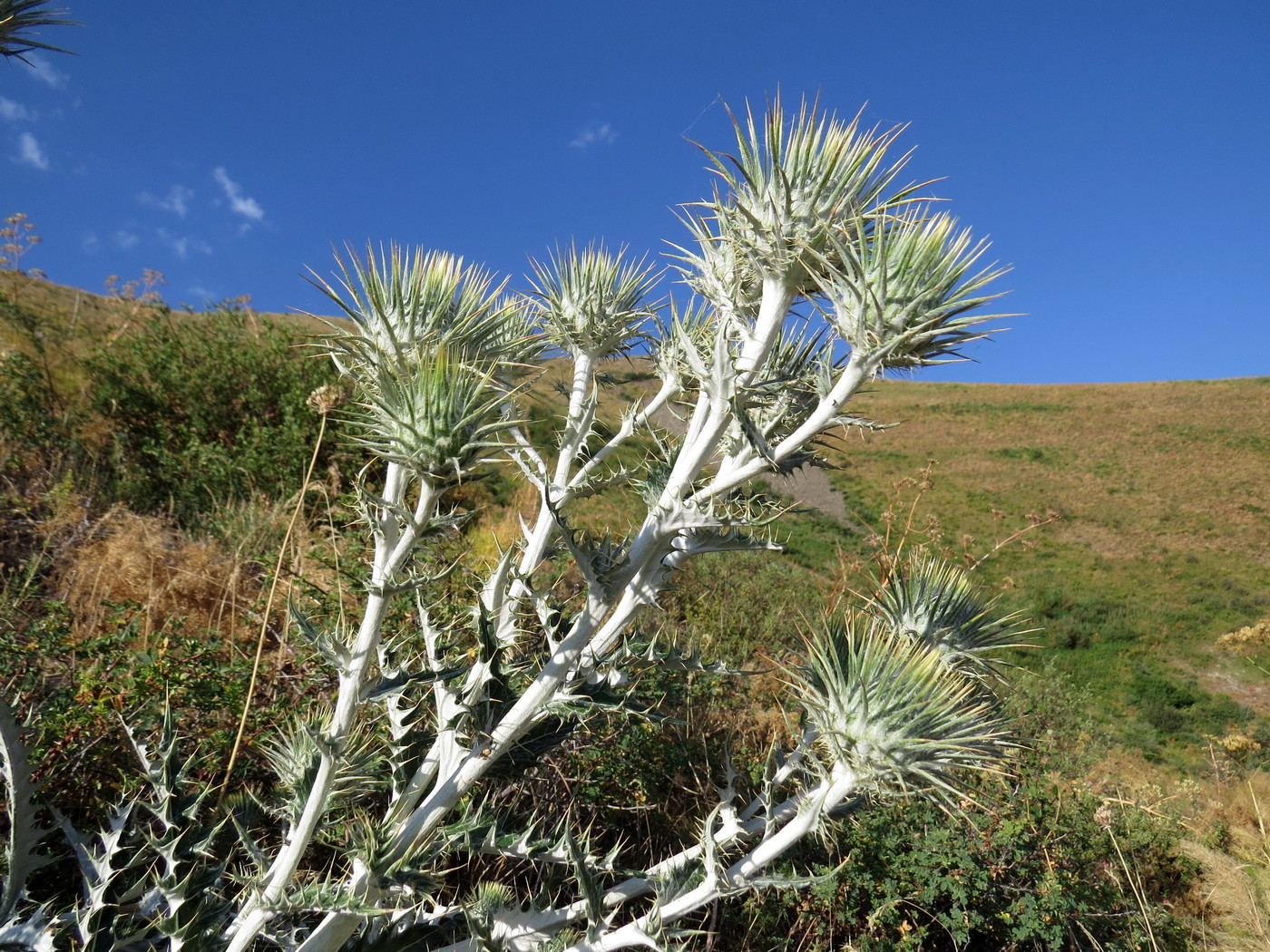 Image of Olgaea pectinata specimen.