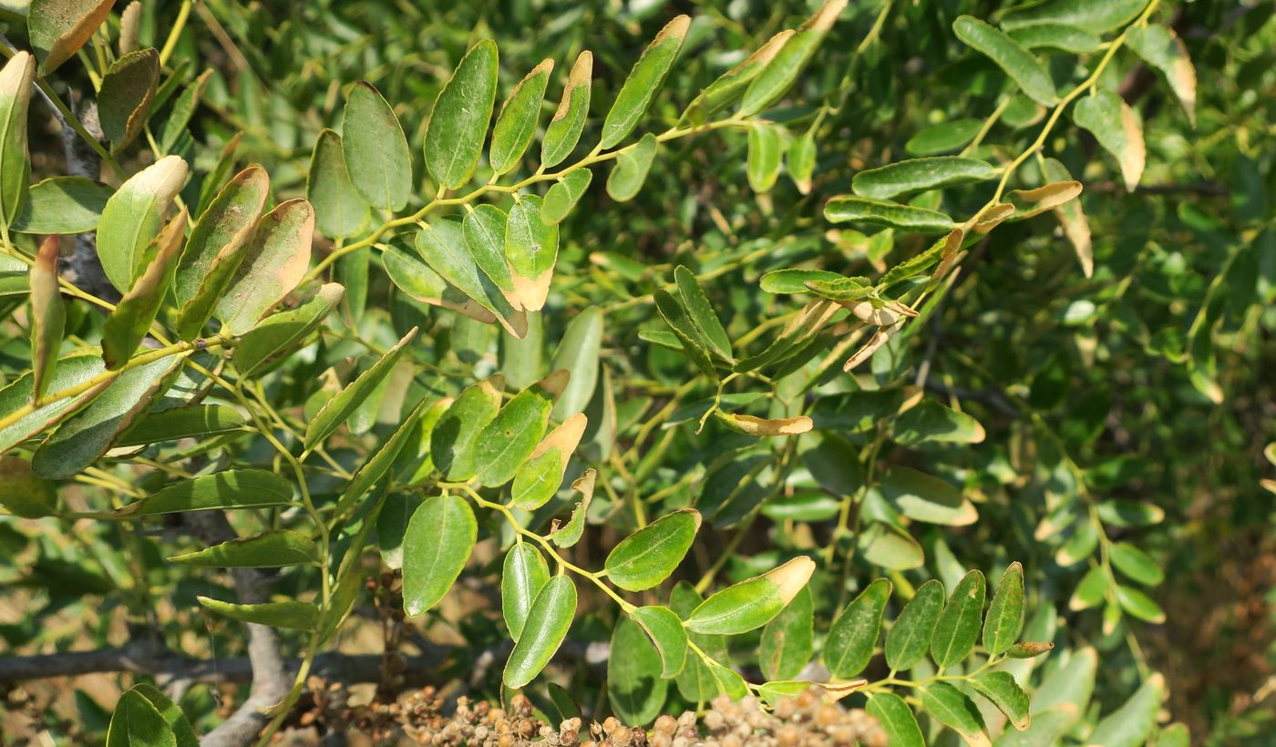 Image of Ziziphus jujuba specimen.