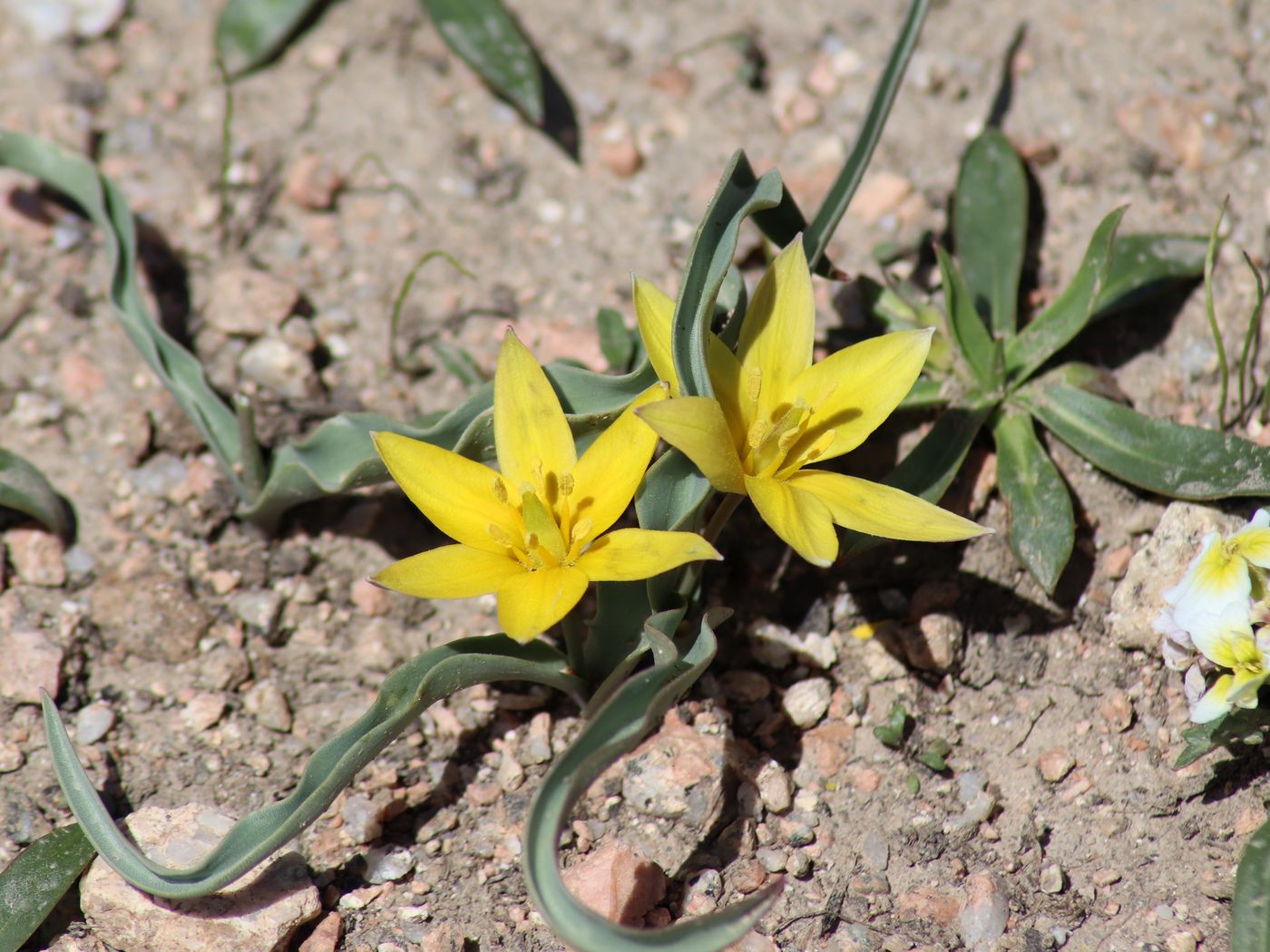 Изображение особи Tulipa dasystemon.