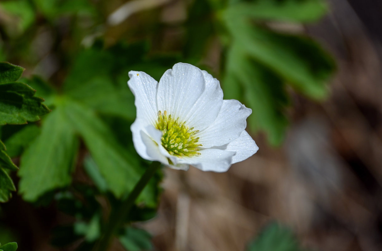 Image of Callianthemum sajanense specimen.