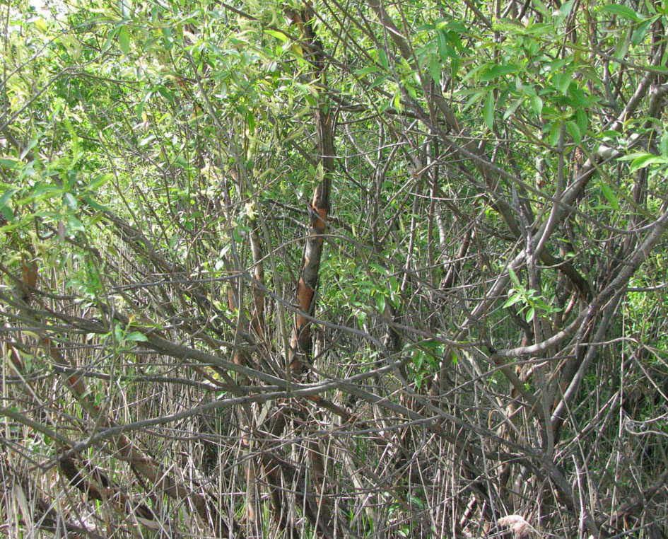 Image of Salix triandra specimen.